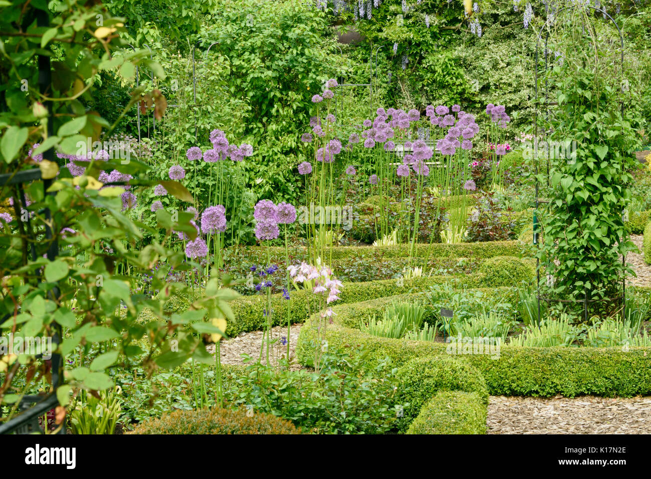 Cipolla ornamentali (allium) e boxwoods (Buxus) in un giardino di rose. design: marianne e detlef lüdke Foto Stock