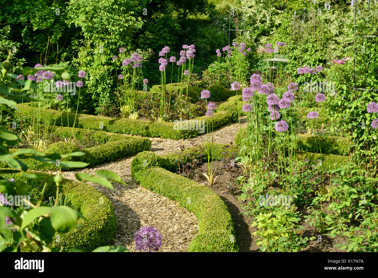 Cipolla ornamentali (allium) e boxwoods (Buxus) in un giardino di rose. design: marianne e detlef lüdke Foto Stock