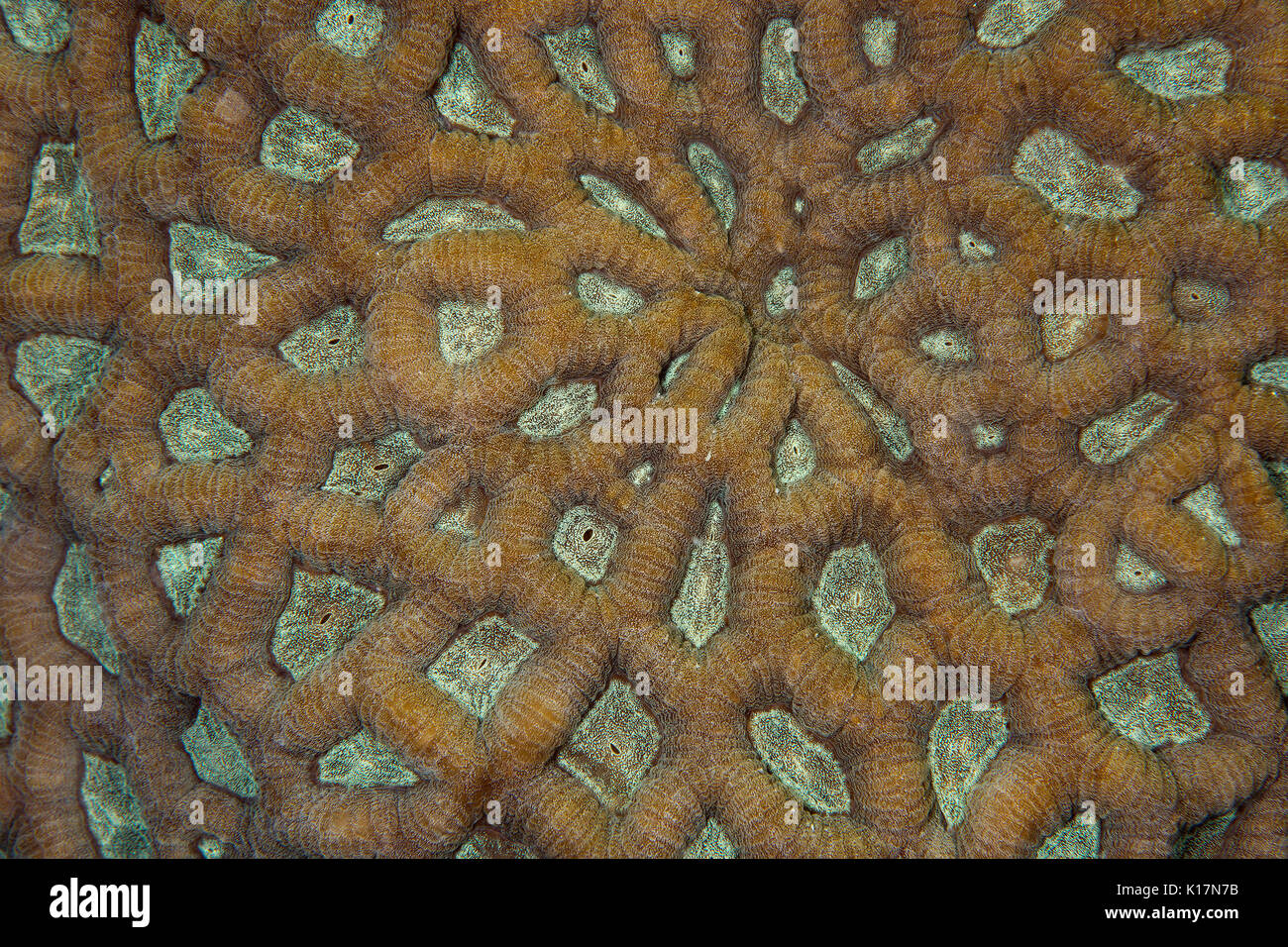 Primo piano Brain Coral testurizzato Foto Stock