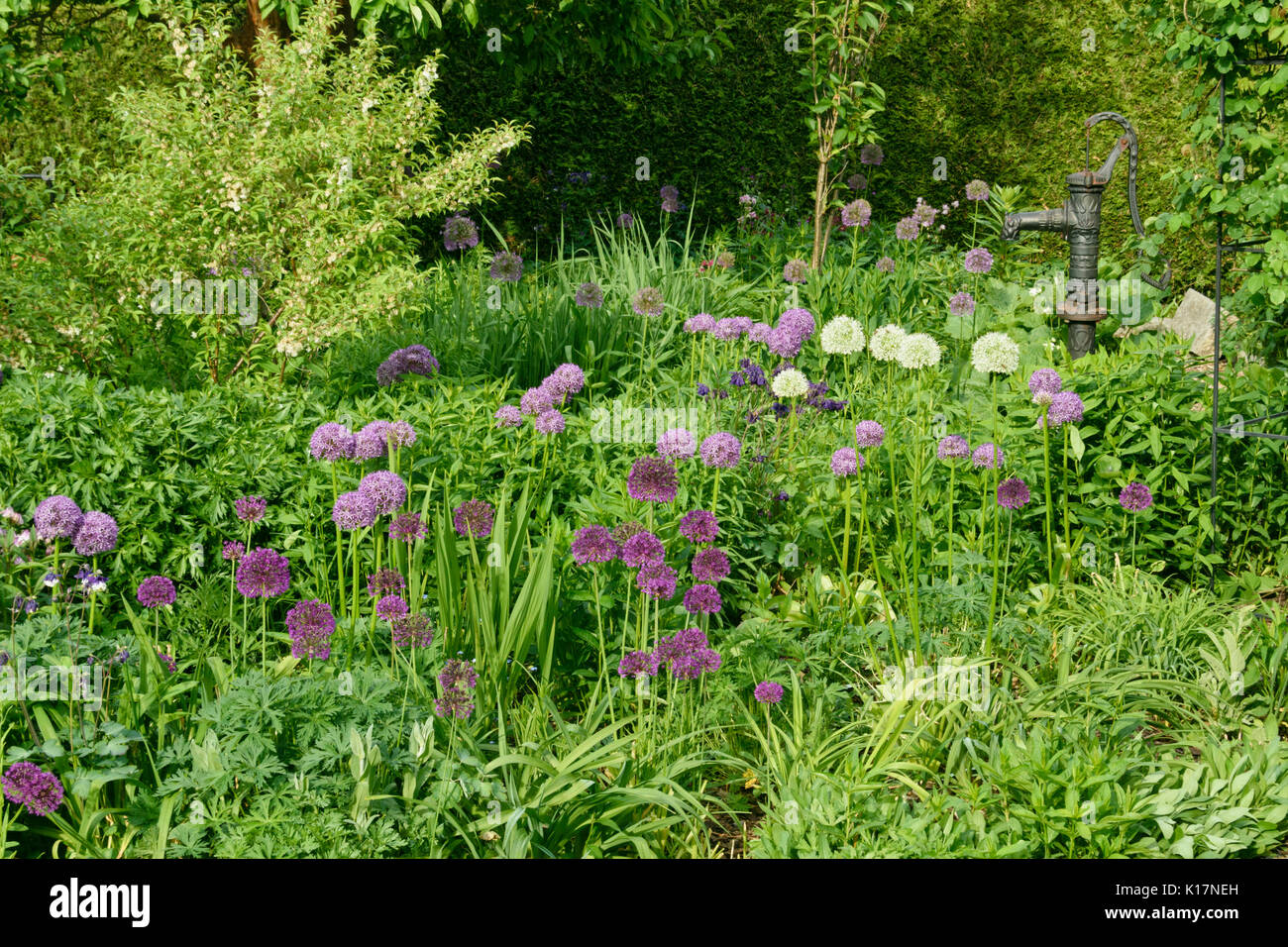 Cipolle ornamentali (allium) in un perenne giardino Foto Stock