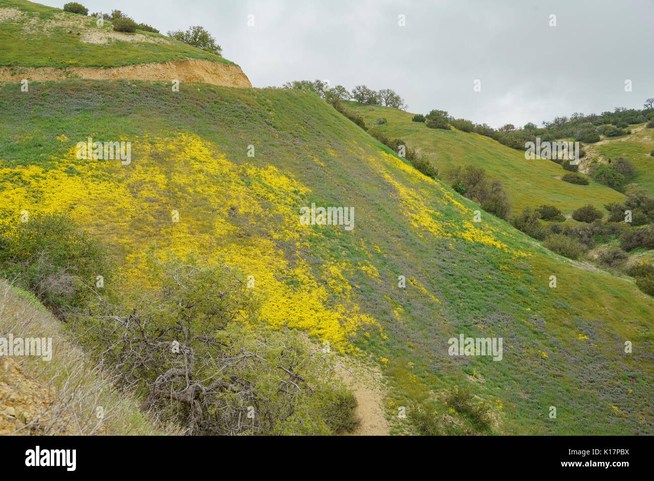 Bel colore giallo fiore goldifelds a Carrizo Plain monumento nazionale, California, U.S.A. Foto Stock