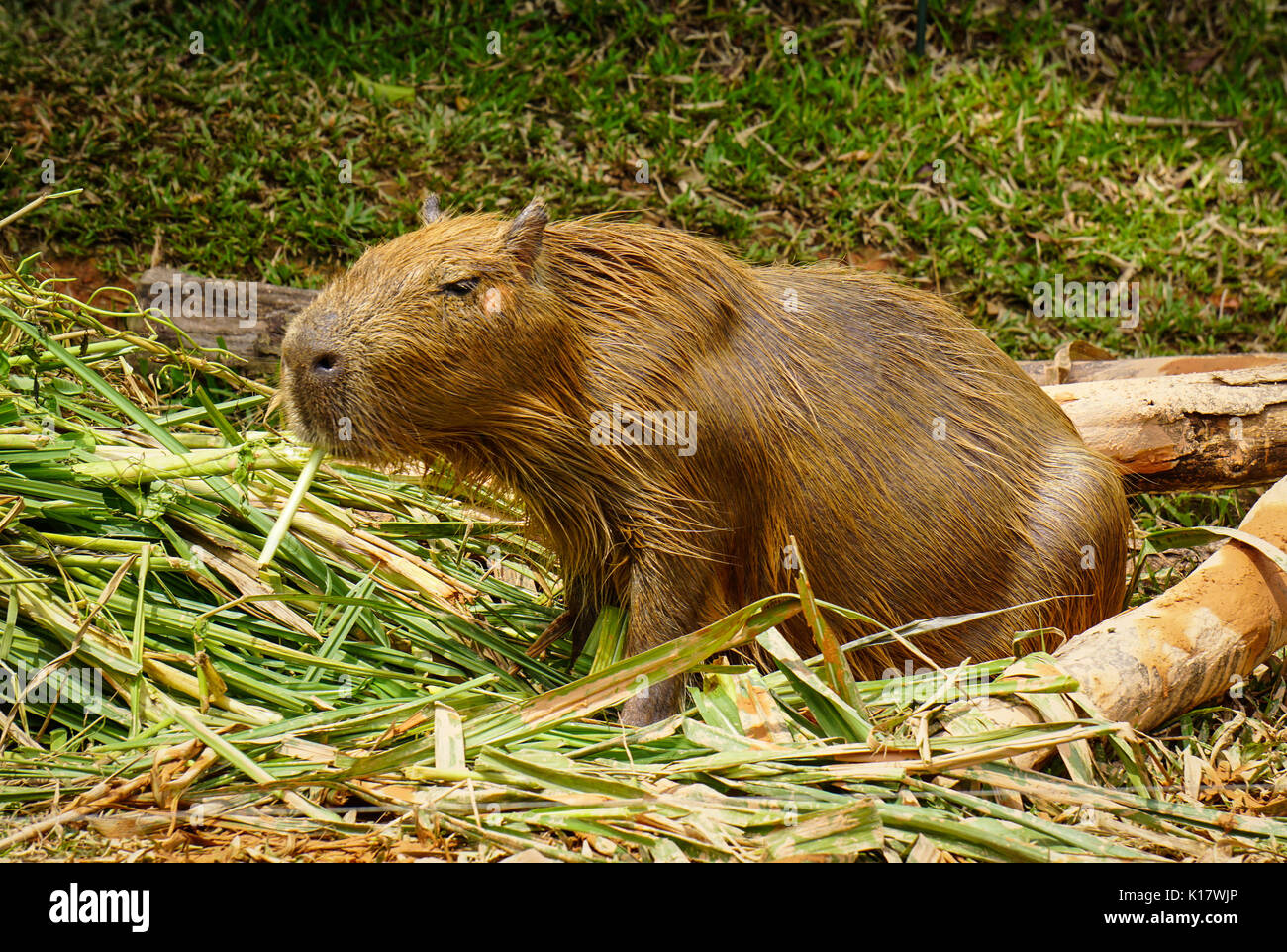 Un castoro mangiare erba a giornata di sole nel giardino zoologico Foto Stock
