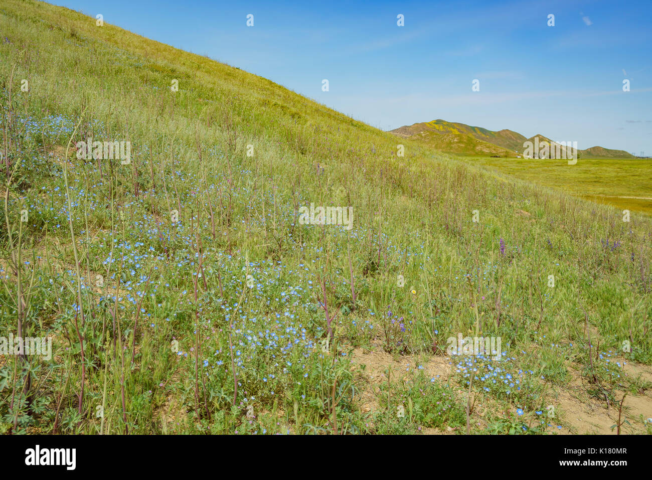 Bel colore giallo fiore goldifelds a Carrizo Plain monumento nazionale, California, U.S.A. Foto Stock