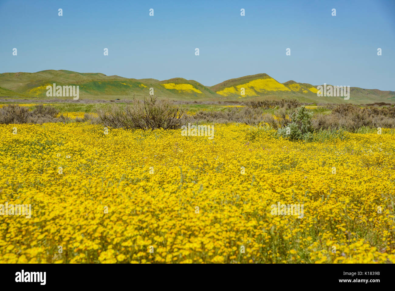 Bel colore giallo fiore goldifelds a Carrizo Plain monumento nazionale, California, U.S.A. Foto Stock