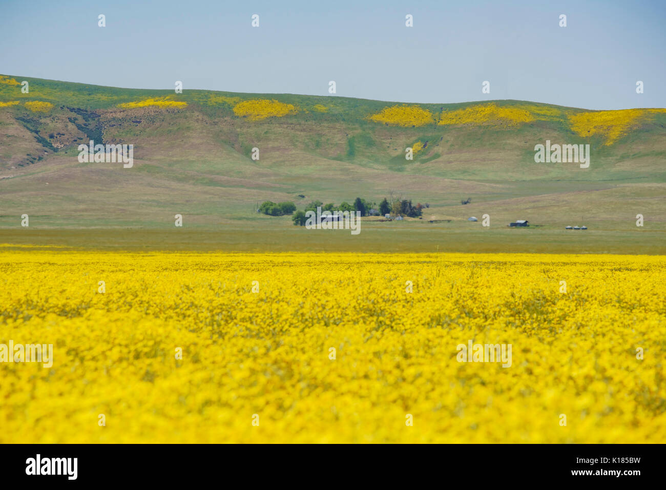 Bel colore giallo fiore goldifelds a Carrizo Plain monumento nazionale, California, U.S.A. Foto Stock