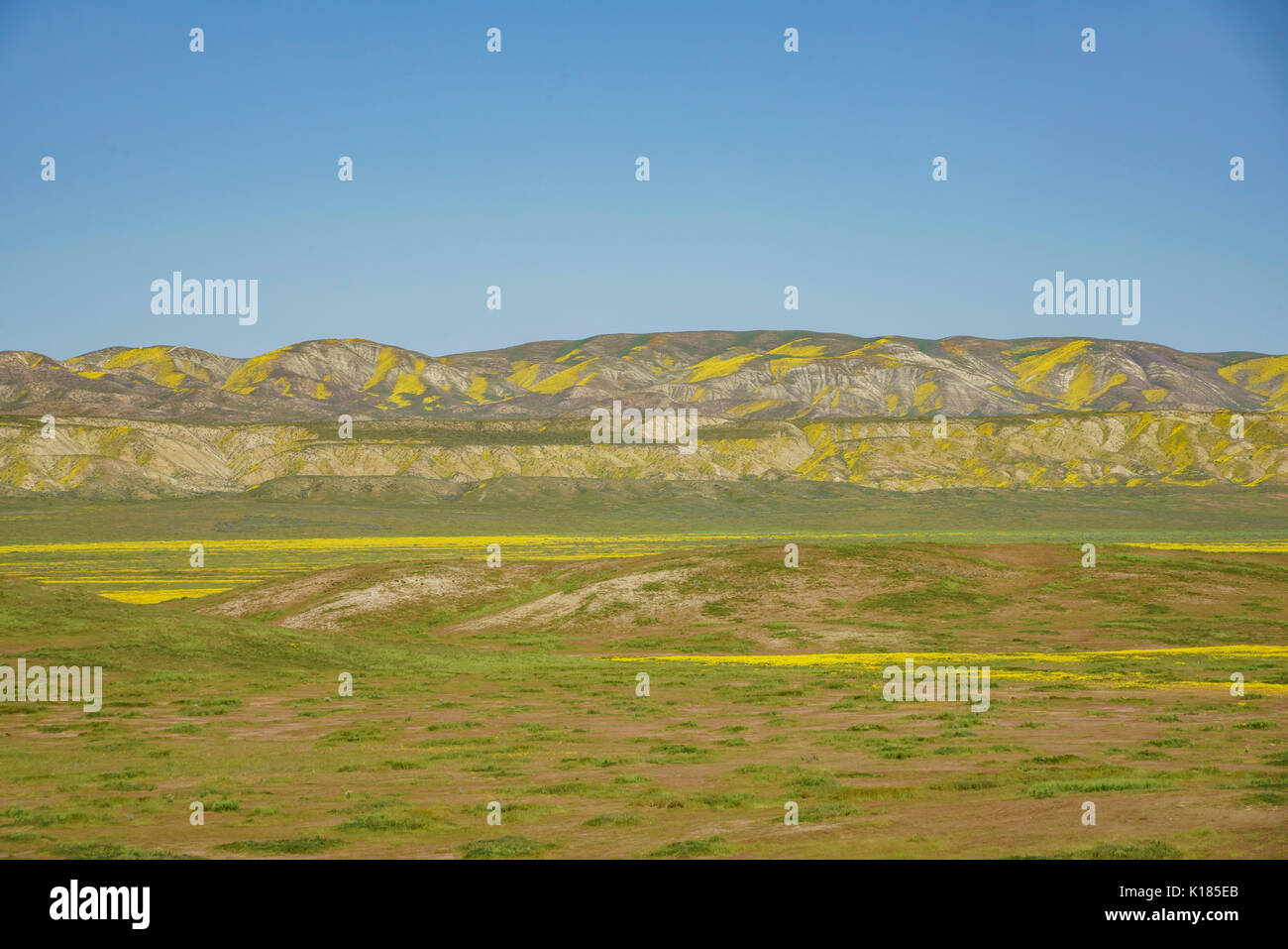 Bel colore giallo fiore goldifelds a Carrizo Plain monumento nazionale, California, U.S.A. Foto Stock