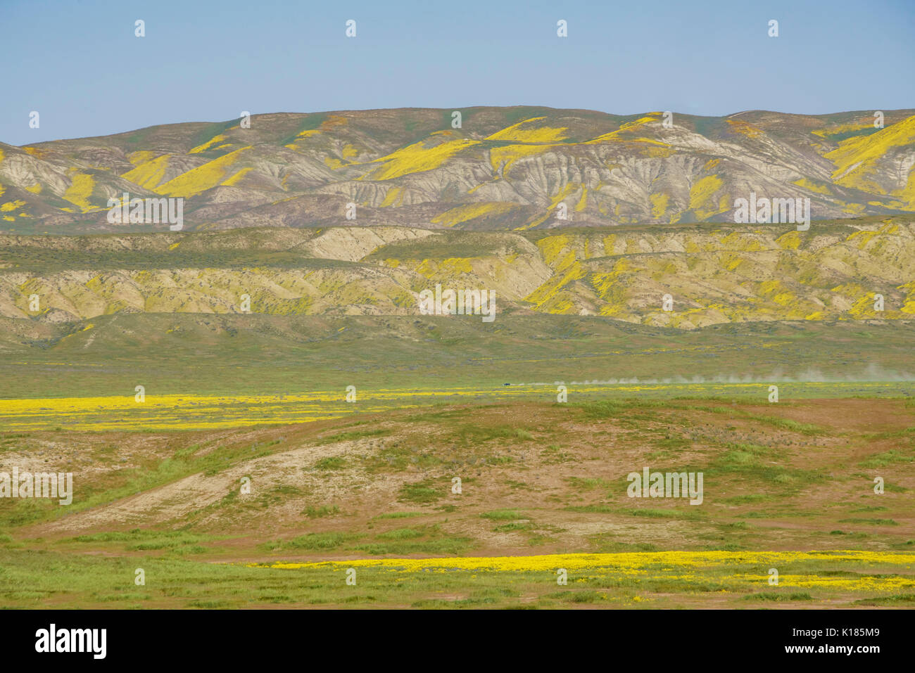 Bel colore giallo fiore goldifelds a Carrizo Plain monumento nazionale, California, U.S.A. Foto Stock