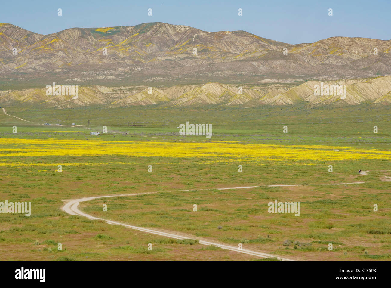 Bel colore giallo fiore goldifelds a Carrizo Plain monumento nazionale, California, U.S.A. Foto Stock