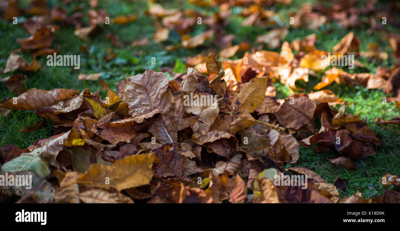 In autunno si appoggia sul prato Foto Stock