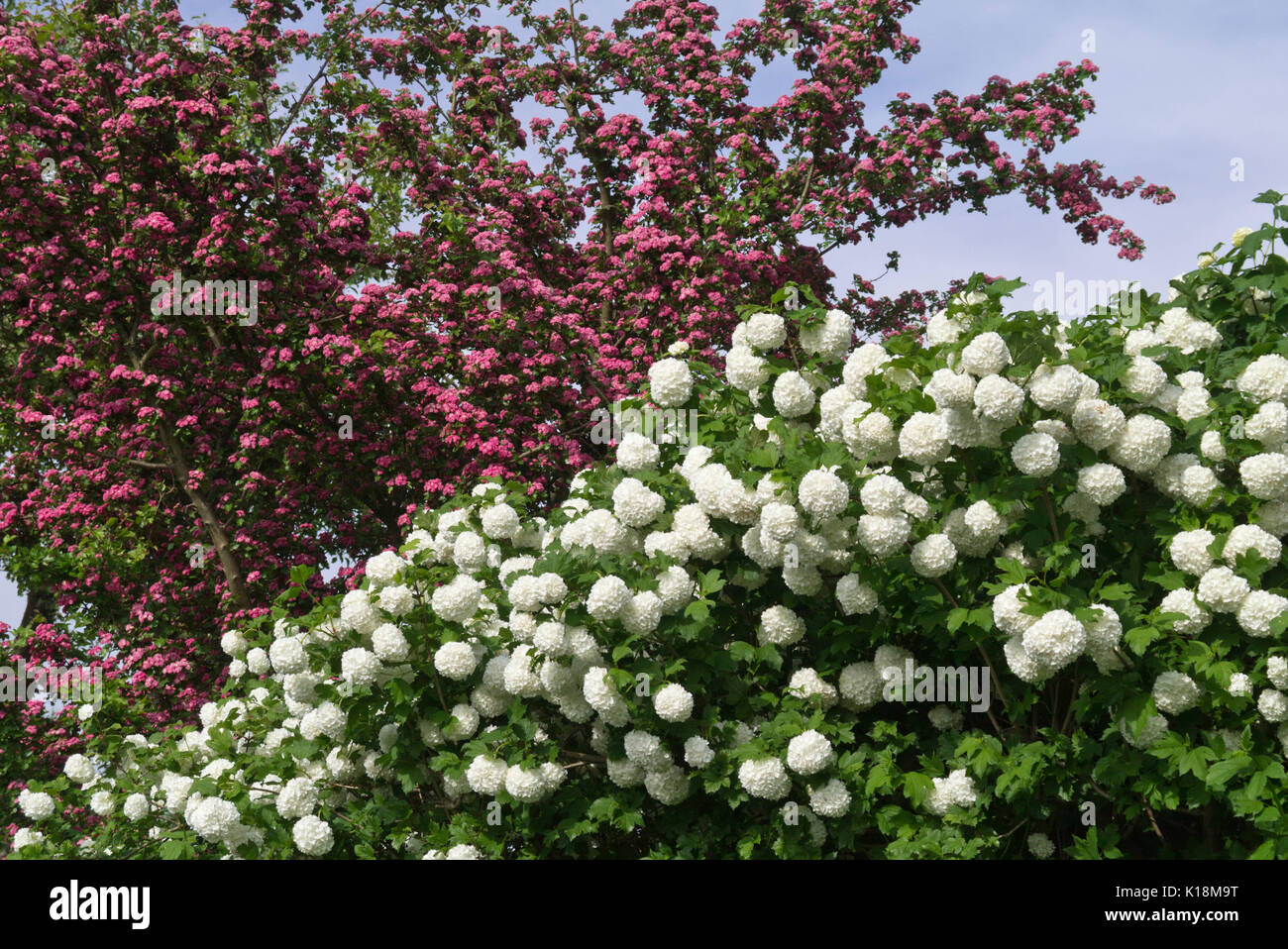 Viburno rose (viburnum opulus 'roseum') e red biancospino (Crataegus laevigata) Foto Stock