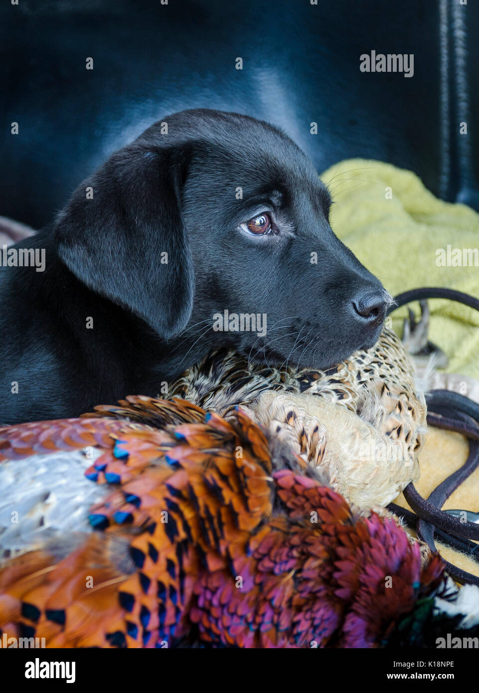 Giovani, dieci settimane vecchio, Nero Labrador cucciolo su una sua prima gite sat con un barce di fagiani nel retro di un automobile Foto Stock