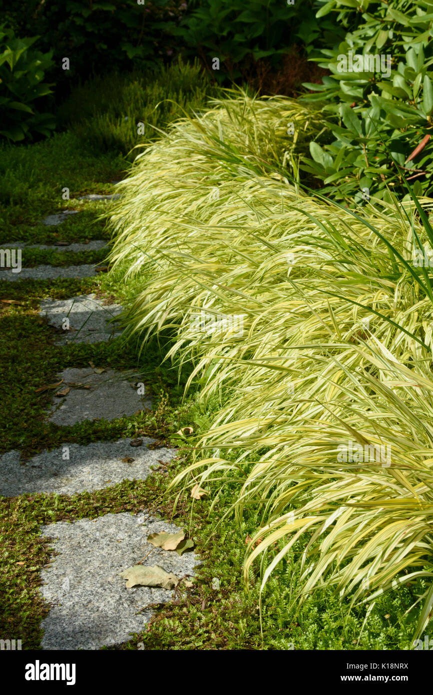 Foresta giapponese erba (hakonechloa macra "aureola") Foto Stock