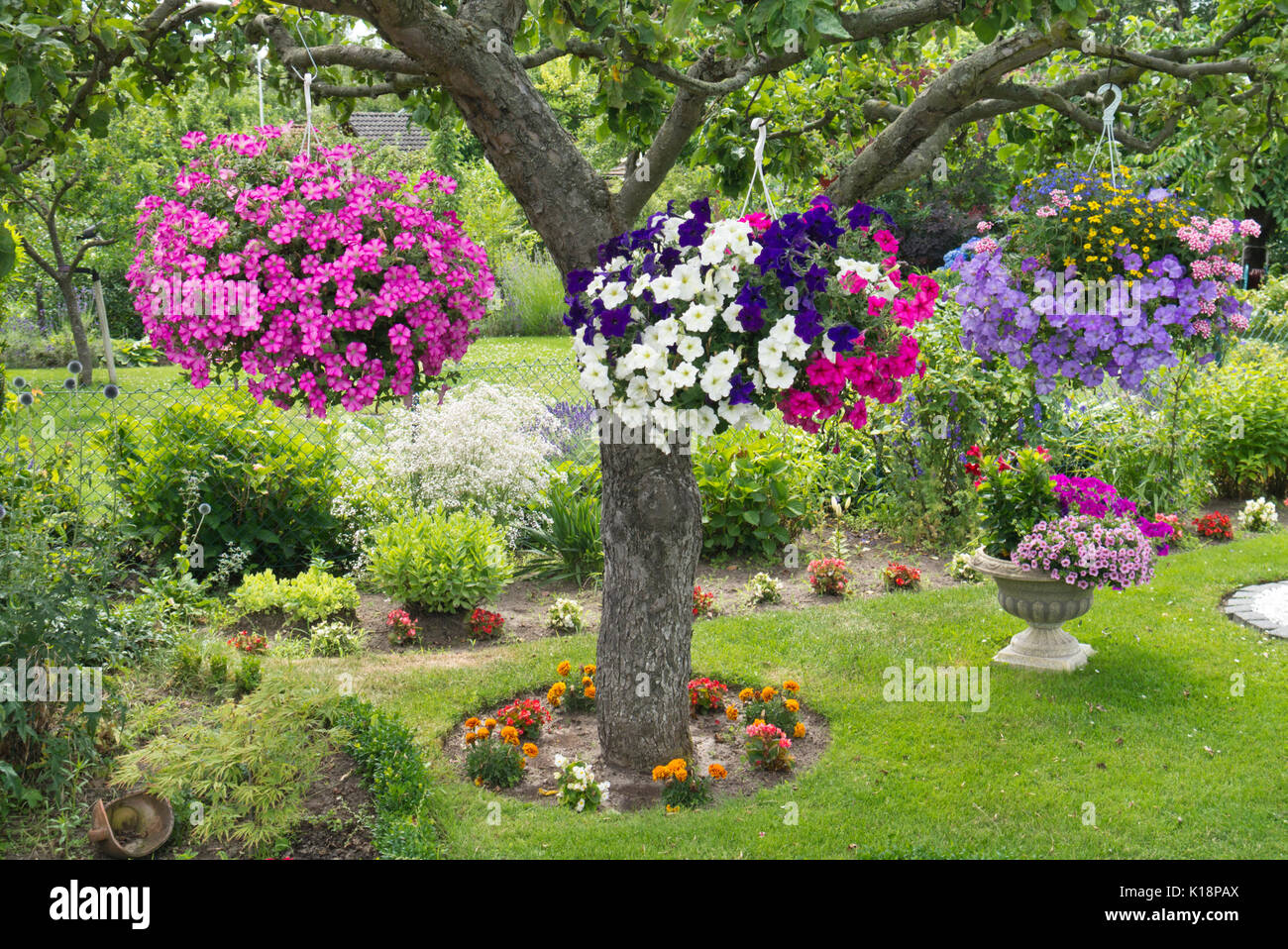 Nelle petunie (petunia) in cestelli appesi Foto Stock