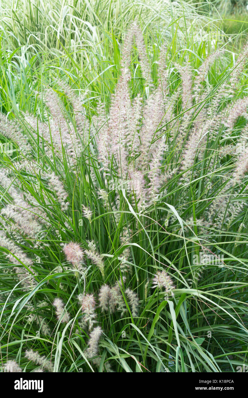 Fontana erba (pennisetum orientale) Foto Stock