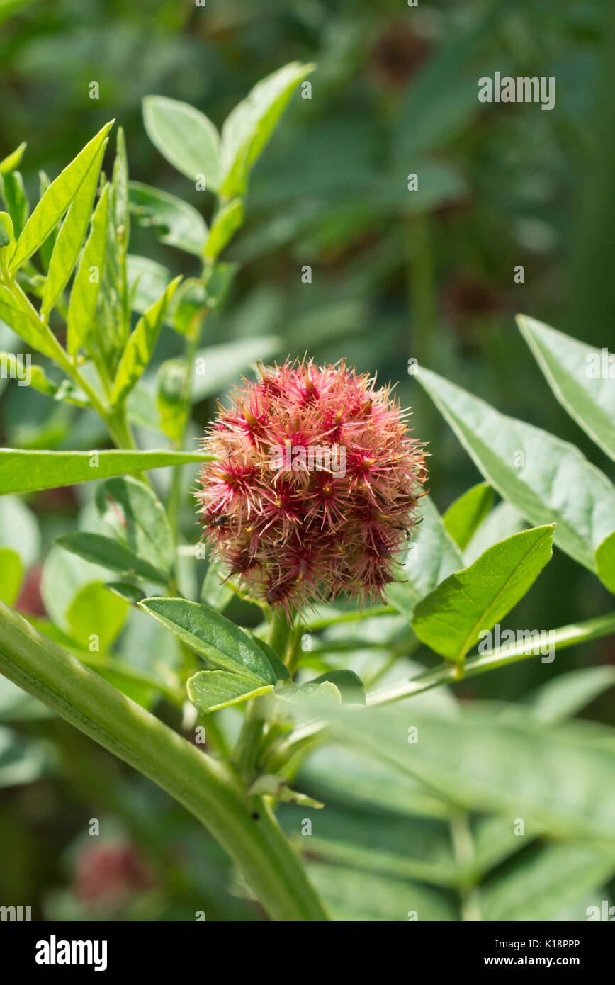 Liquirizia (Glycyrrhiza glabra) Foto Stock