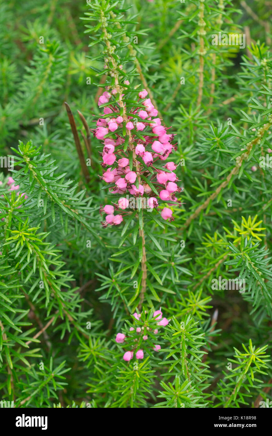 Cornish heath (Erica vagans 'Mrs D.F. Maxwell') Foto Stock