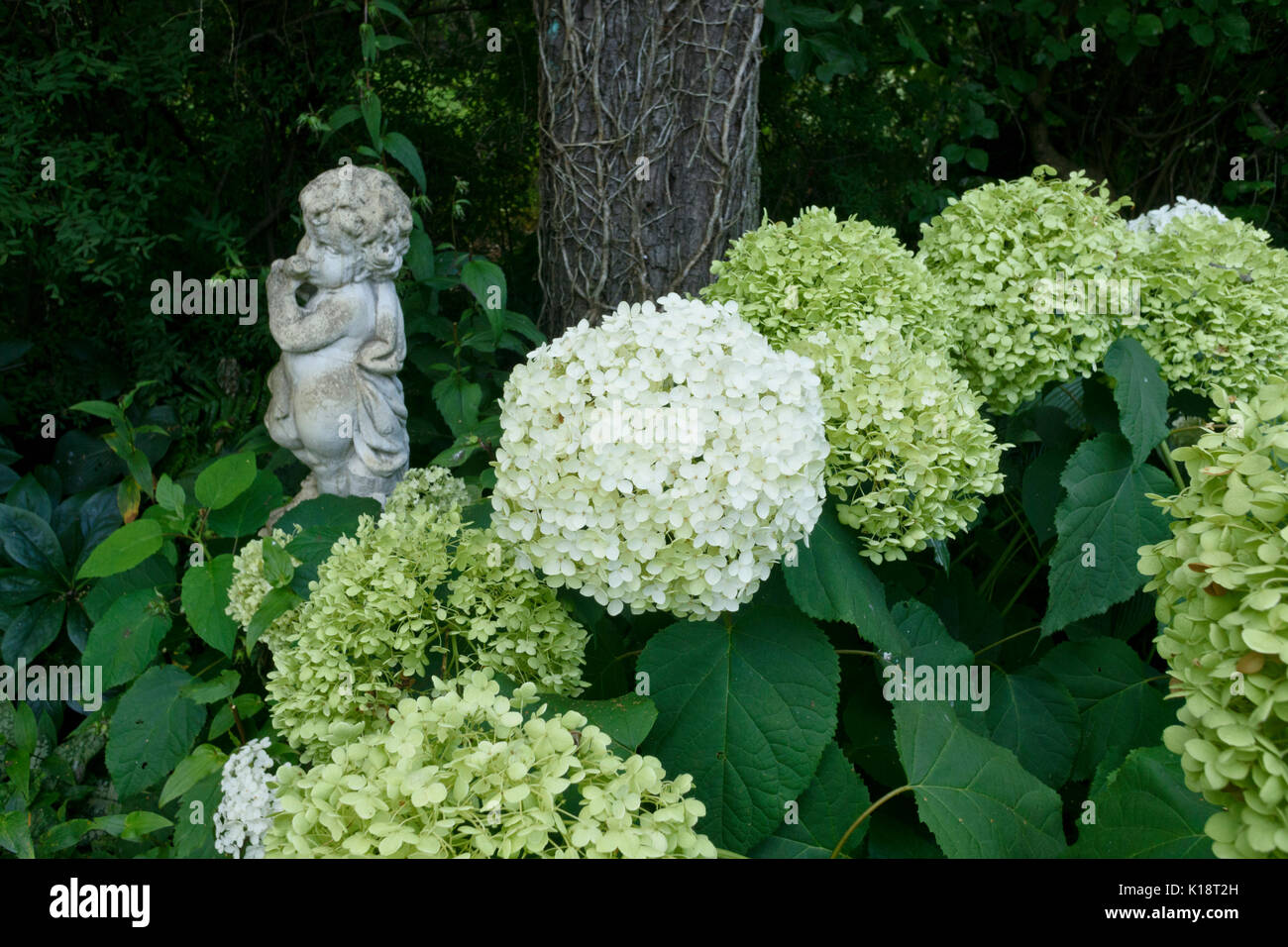 Tree ortensia (Hydrangea arborescens) Foto Stock