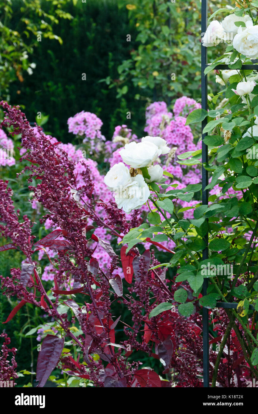 Rosa inglese (Rosa Winchester Cathedral) e red garden orache (Atriplex hortensis var. rubra) Foto Stock