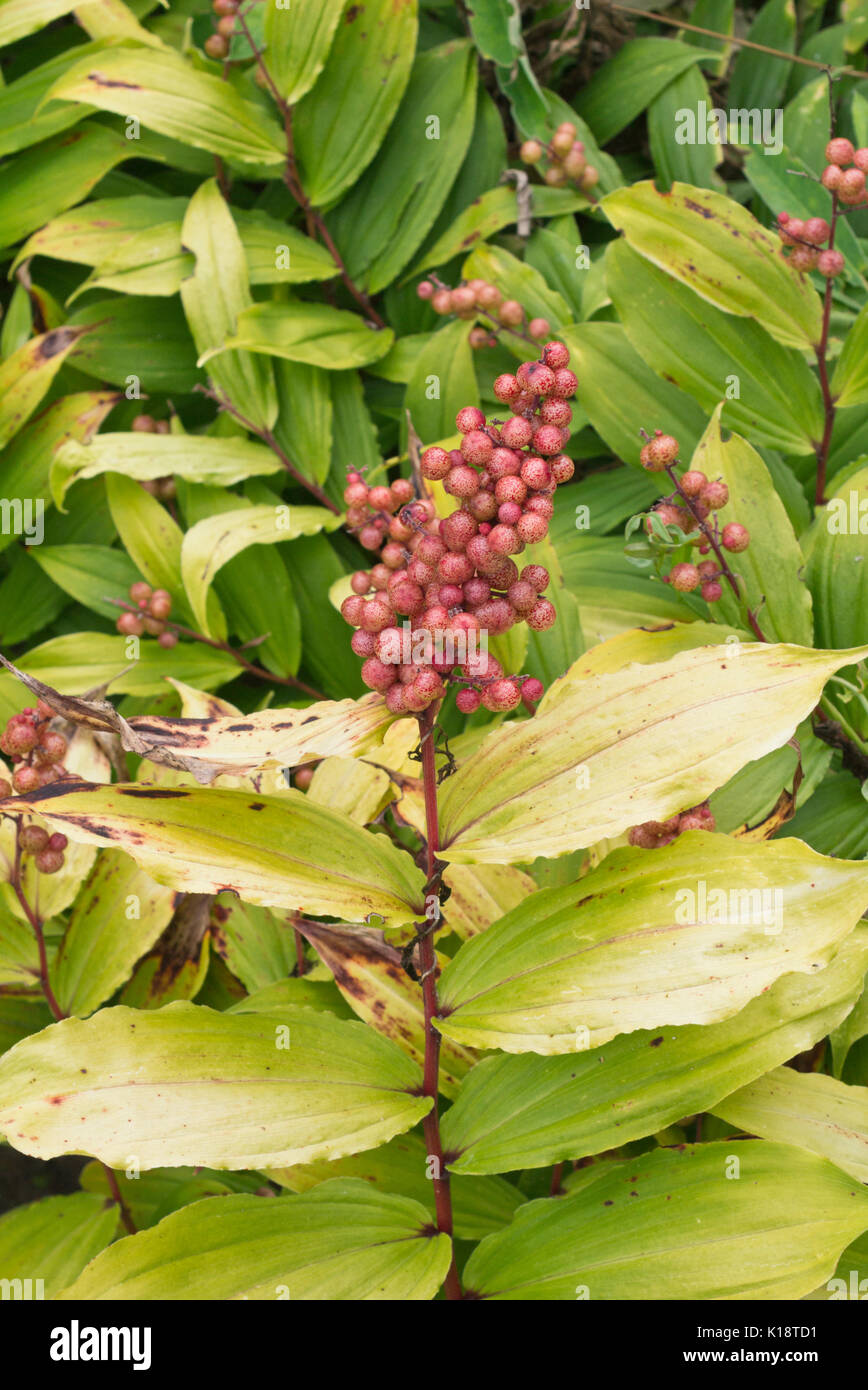 Falso nardo (maianthemum racemosum syn. smilacina racemosa) Foto Stock