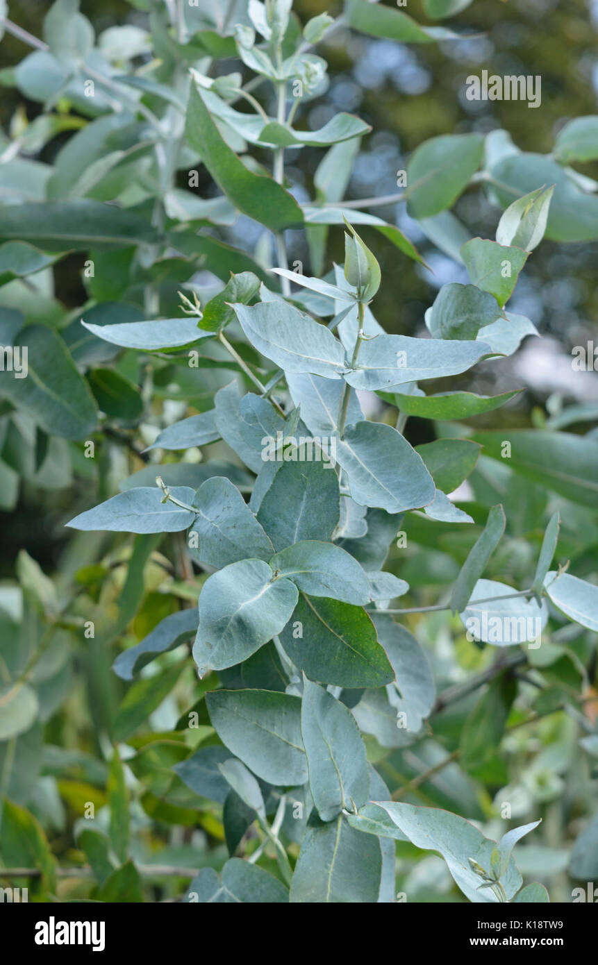 Gomma blu (Eucalyptus globulus) Foto Stock