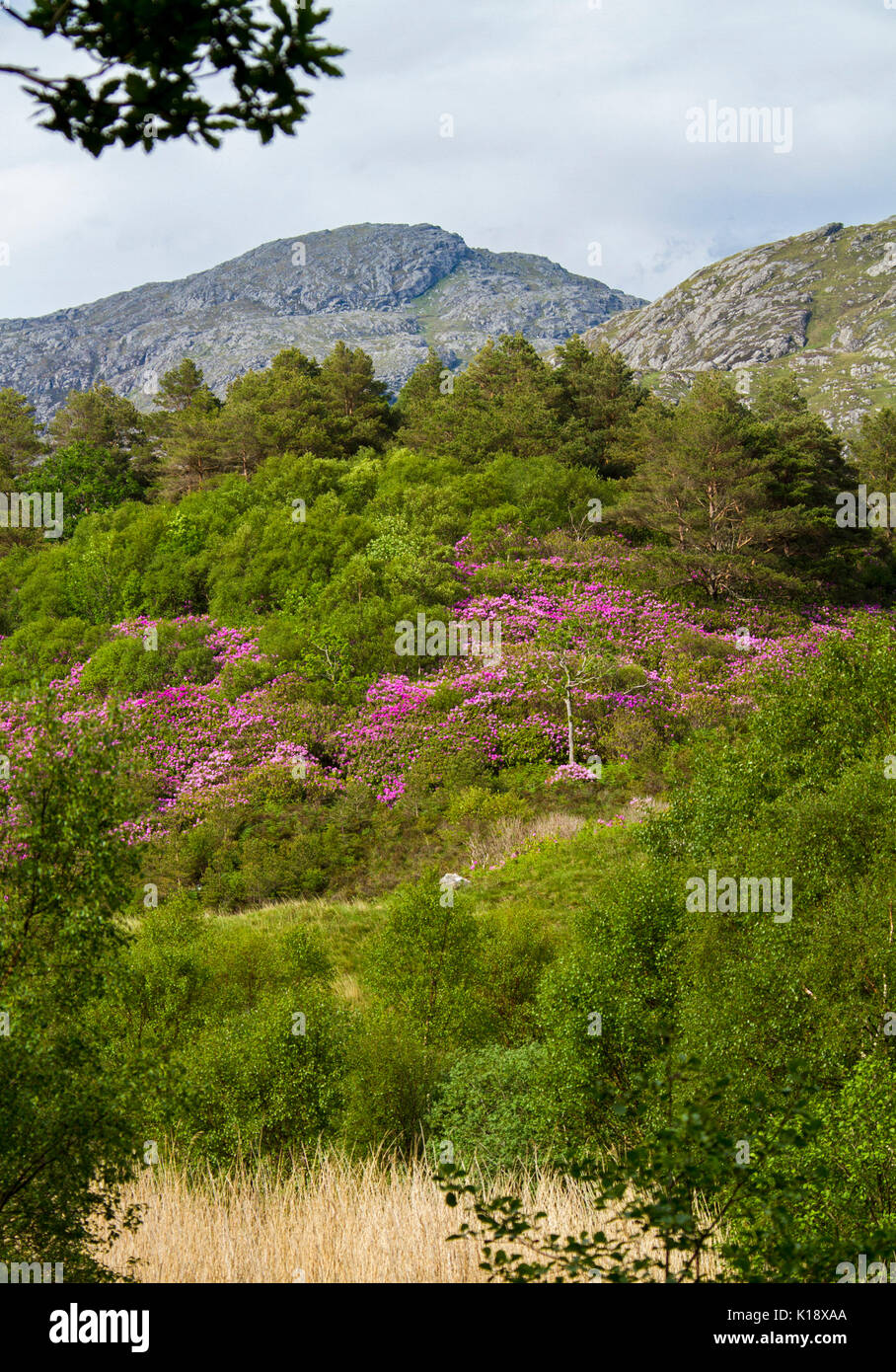 Paesaggio scozzese con masse di wild rododendri Rhododendron ponticum, invasivo specie infestanti, fioritura con fioriture di magenta sulla collina rurale Foto Stock