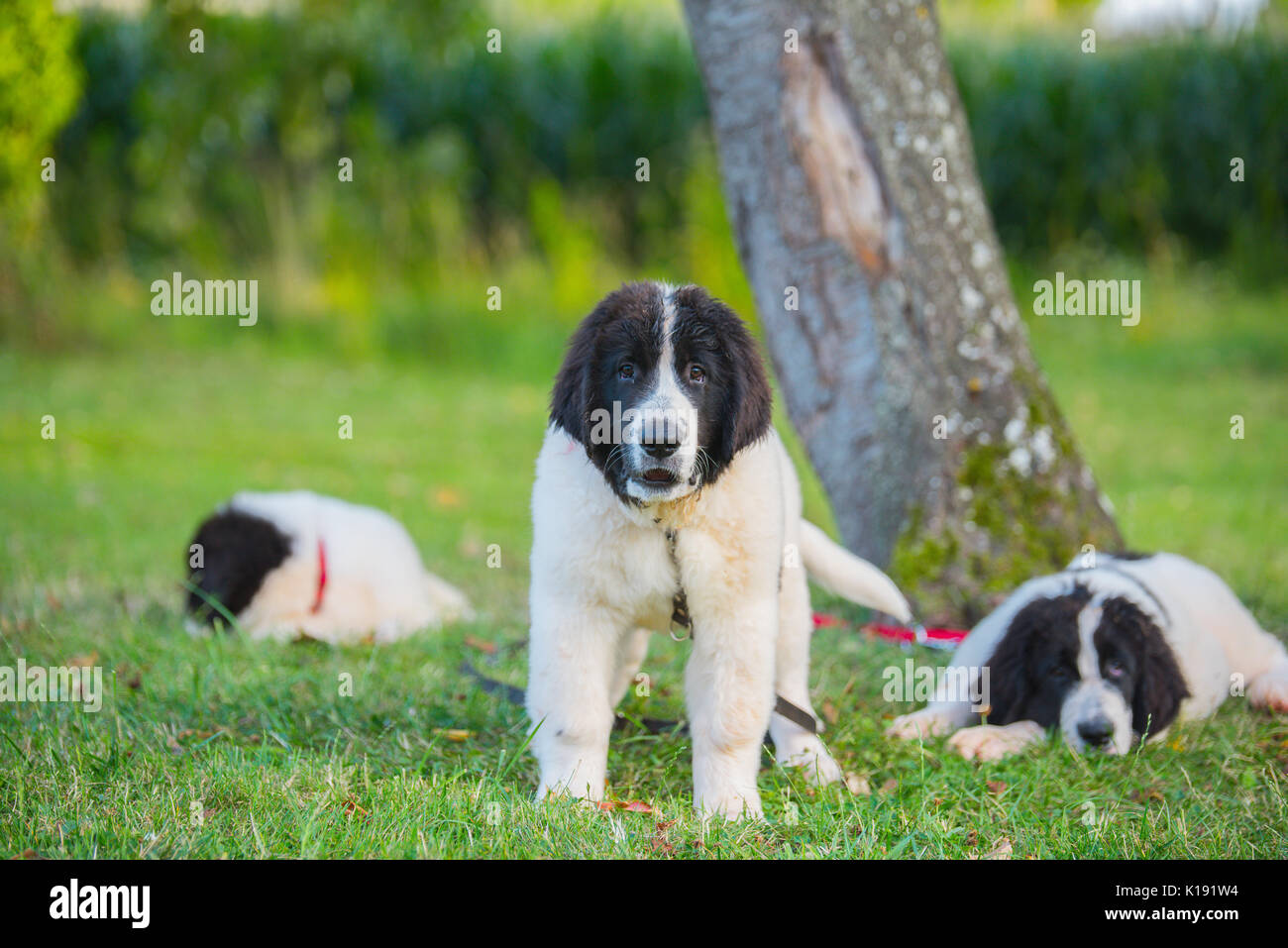 Landseer cucciolo di cane Foto Stock