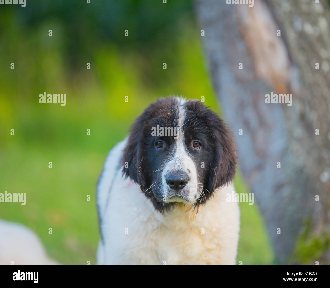 Landseer cucciolo di cane Foto Stock