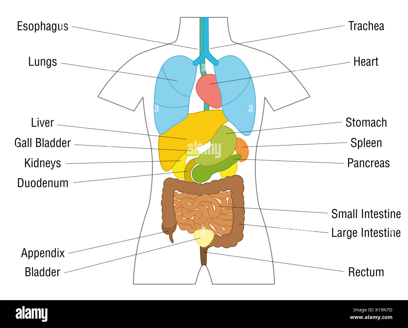 Gli organi interni - diagramma schematico diagramma di anatomia con organi colorati e nomi appropriati. Foto Stock