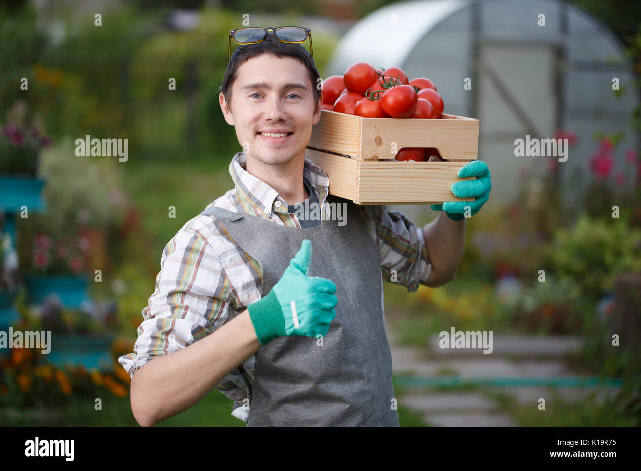 Sorridente brunette nei guanti di gomma con di colture di pomodoro in scatola di legno permanente al cottage Foto Stock