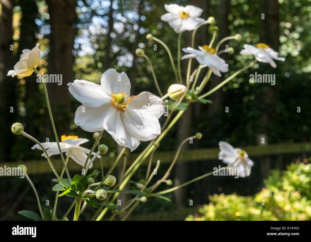 Anemone giapponese "Honorine Jobert' fioritura in un giardino Devon. Foto Stock