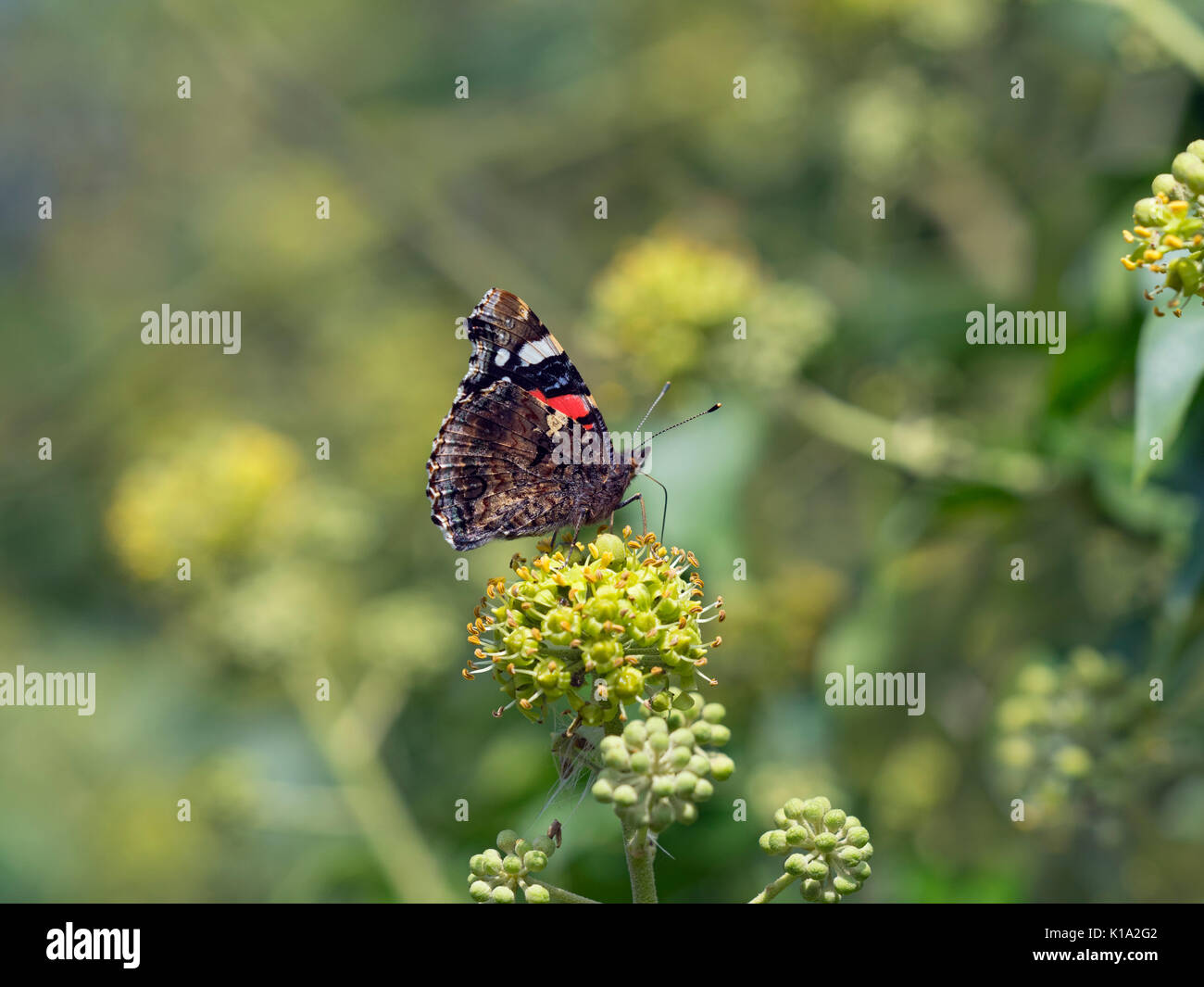 Red Admiral Butterfly Vanessa Atalanta su ivy fiori Foto Stock