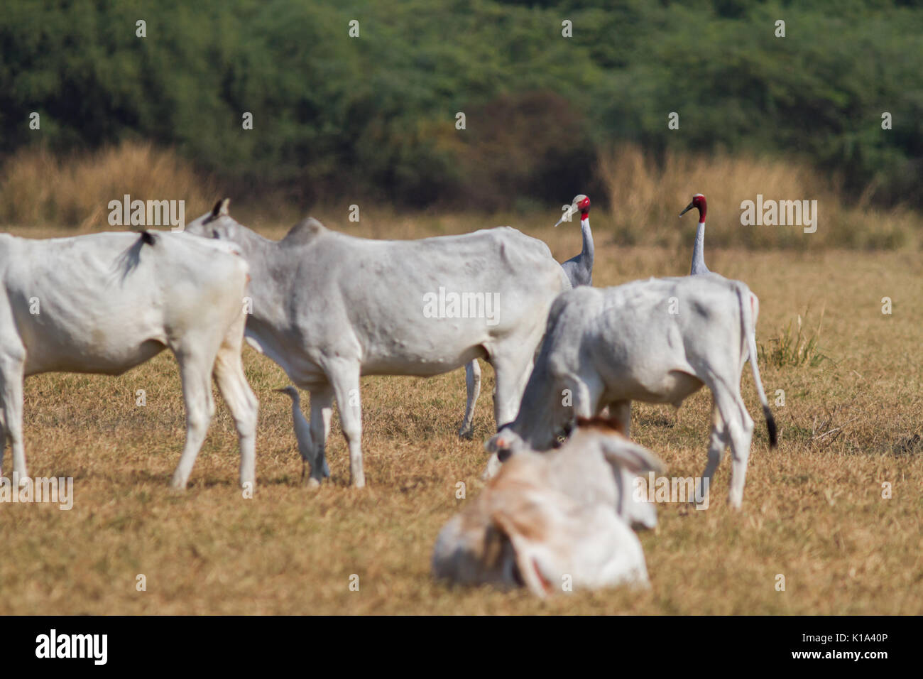 La gru sarus (Antigone antigone) con il latte di mucca e di bestiame in Bharatpur Bird Sanctuary in Rajasthan Foto Stock