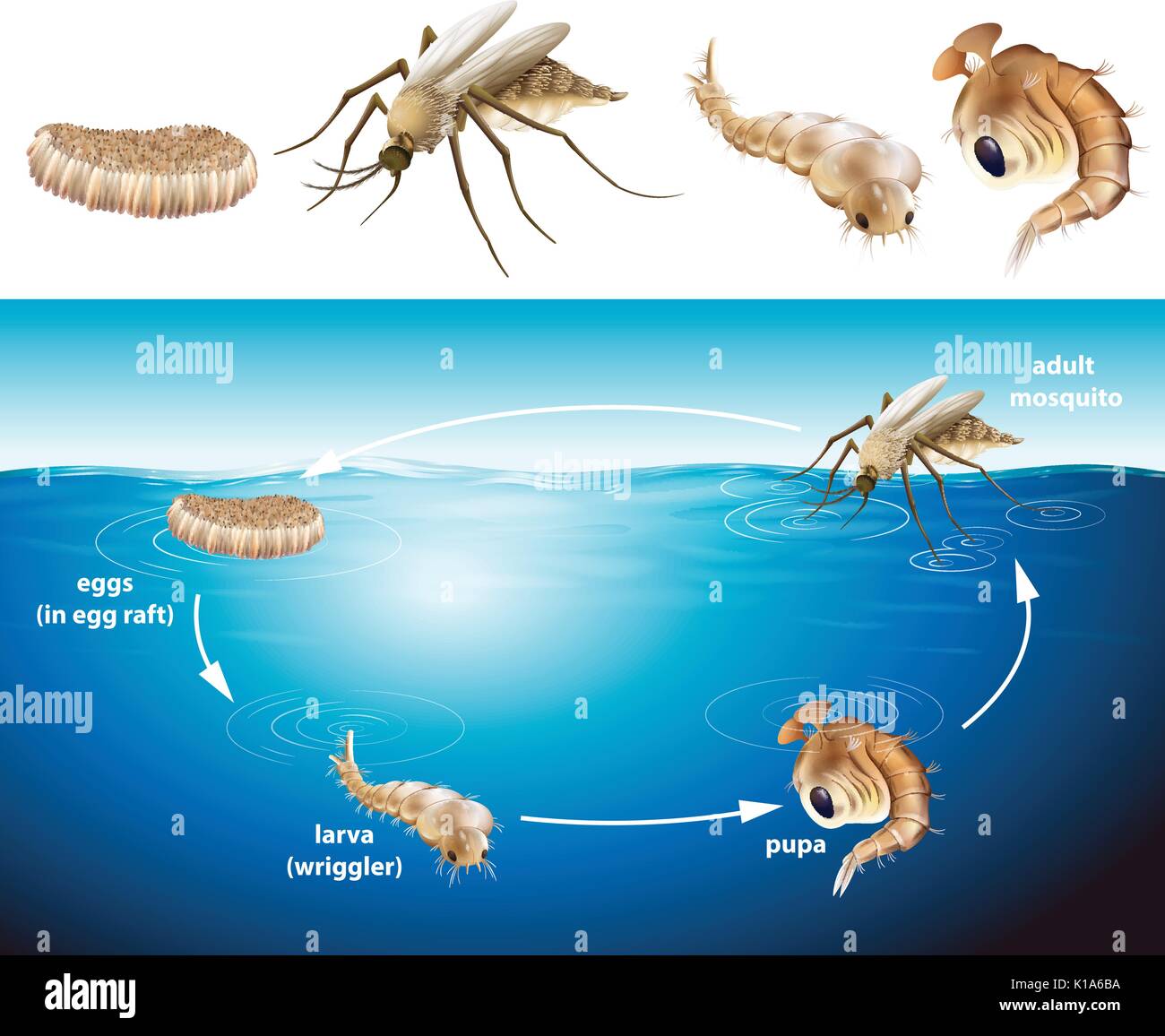 Ciclo di vita di zanzara nella illustrazione di stagno Illustrazione Vettoriale