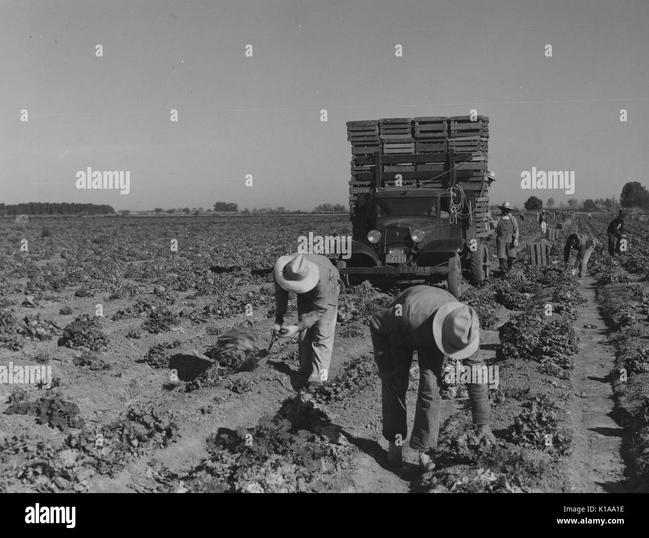 Molti uomini al lavoro in un ampio campo di lattuga, che si estende fino all'orizzonte, un camion li segue a raccogliere la lattuga sono il prelievo, California, 1937. Dalla Biblioteca Pubblica di New York. Foto Stock