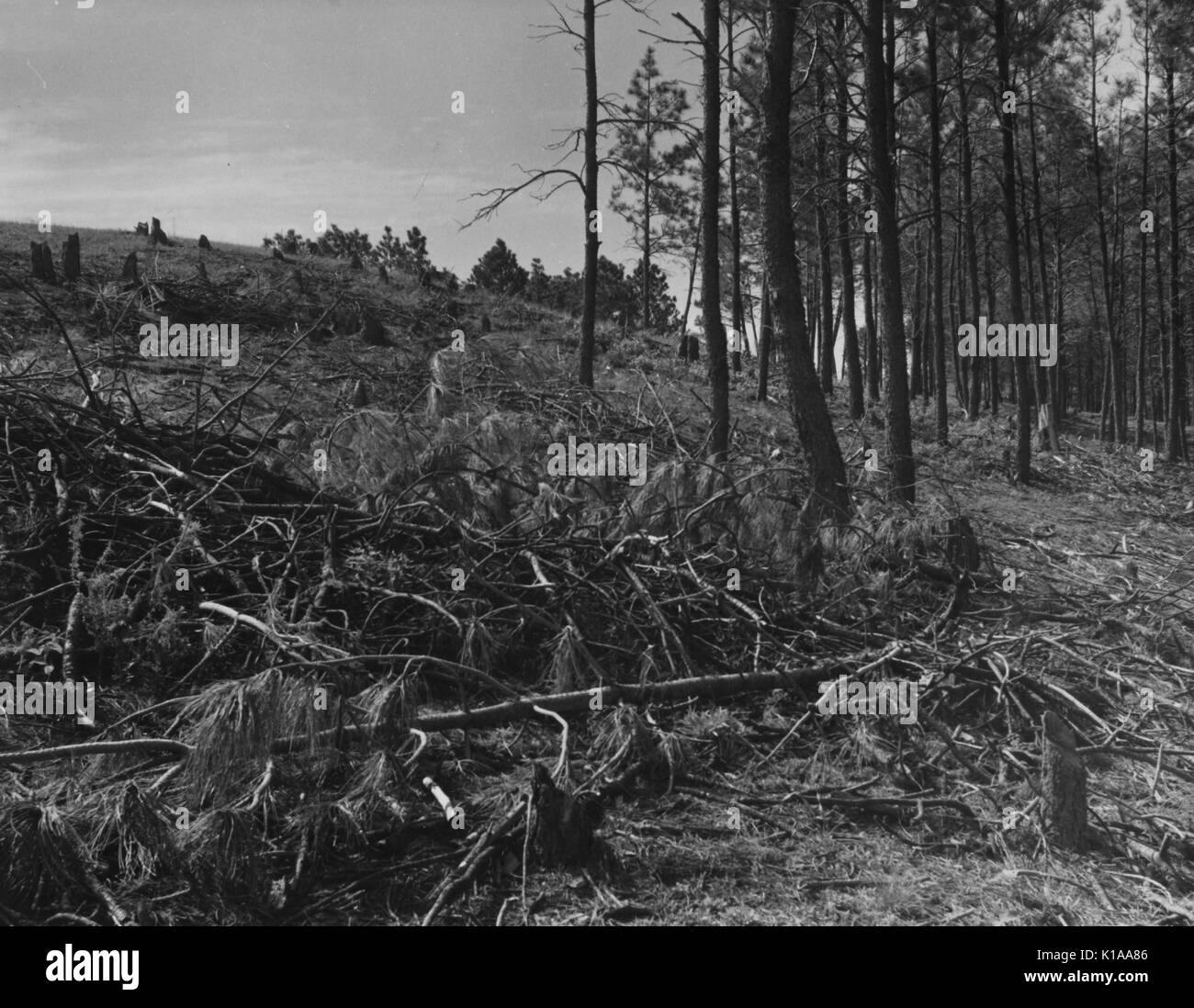 Campo con alberi di pino, alcuni tagliata, Pine Ridge, Nebraska, 1936. Dalla Biblioteca Pubblica di New York. Foto Stock