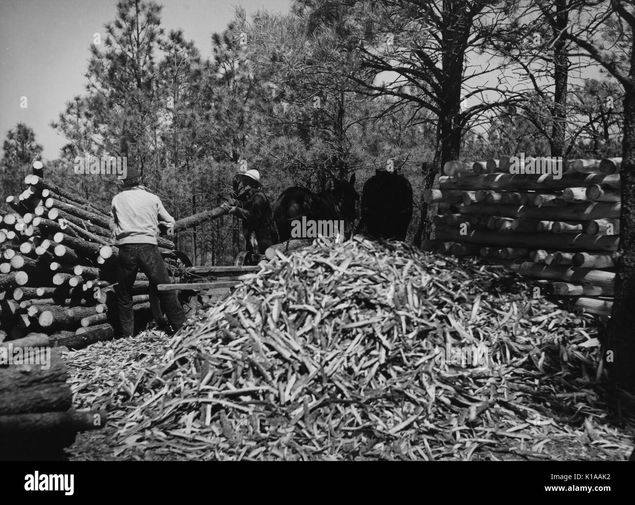 Due lavoratori in piedi in mezzo a un mucchio di scarti di legno, rendendo e impilamento di palificate pali da recinzione, Pine Ridge, Dawes County, Nebraska, 1936. Dalla Biblioteca Pubblica di New York. Foto Stock