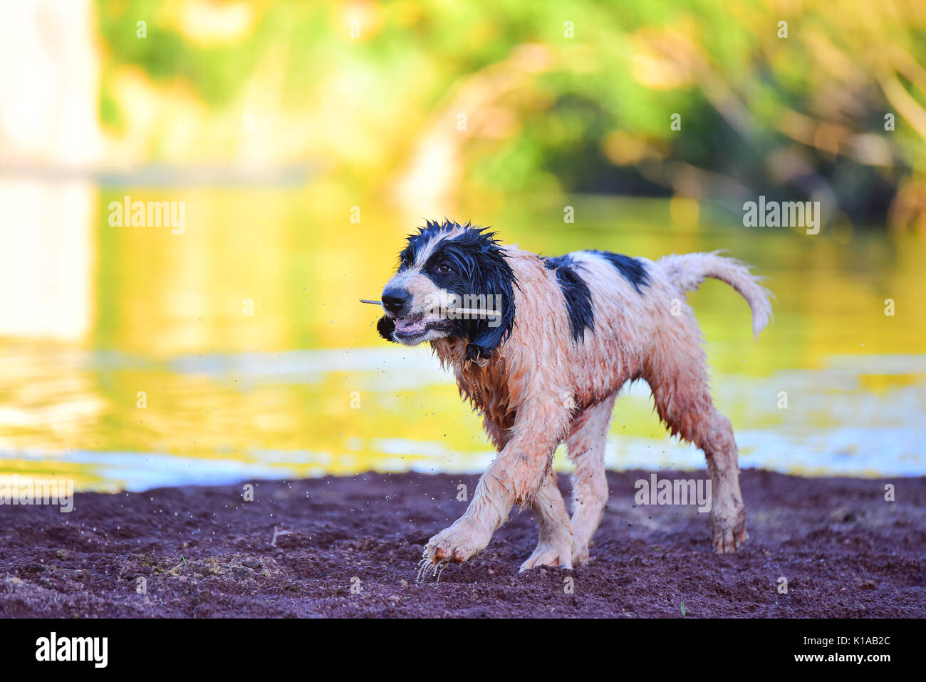 Landseer cucciolo di cane Foto Stock