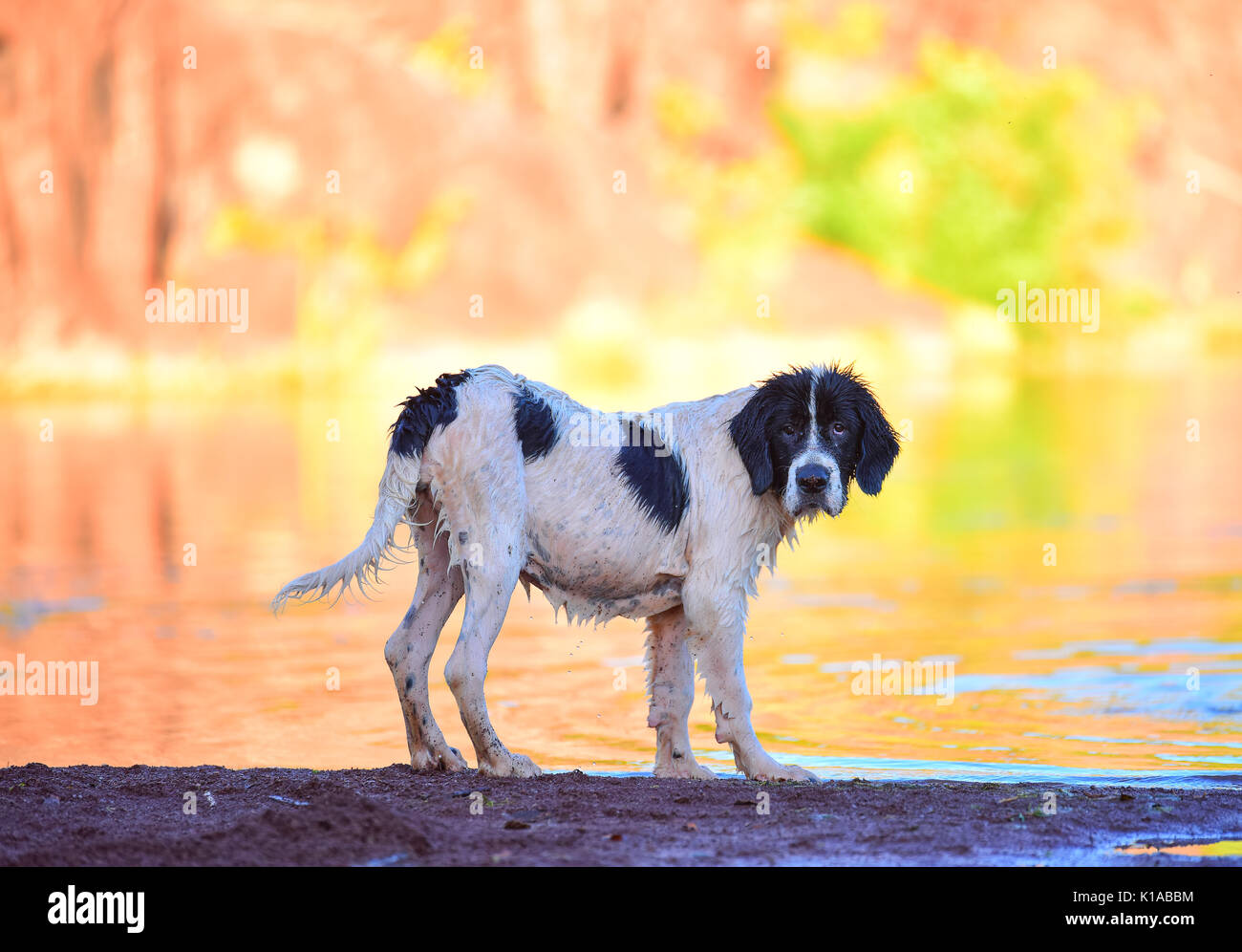 Landseer cucciolo di cane Foto Stock