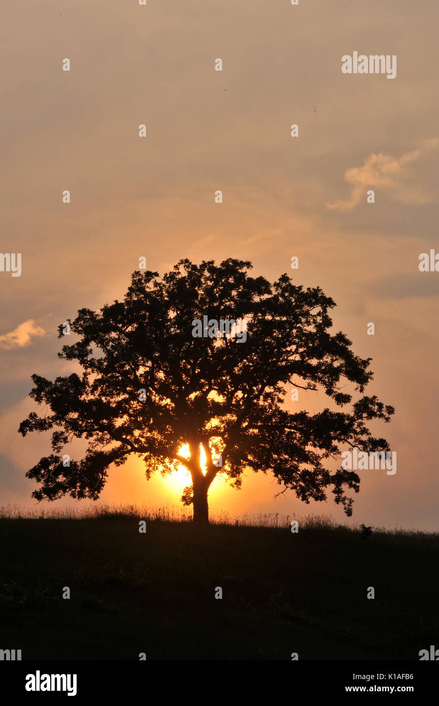 Maestosa quercia sul crinale in modo nativo prairie stagliano al tramonto, che si trova al di fuori di blanchardville, Wisconsin, Stati Uniti d'America. Foto Stock