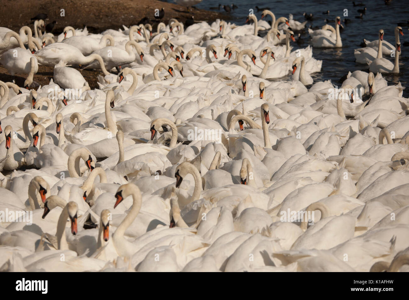 Cigni a Abbotsbury swanerry Dorset Foto Stock