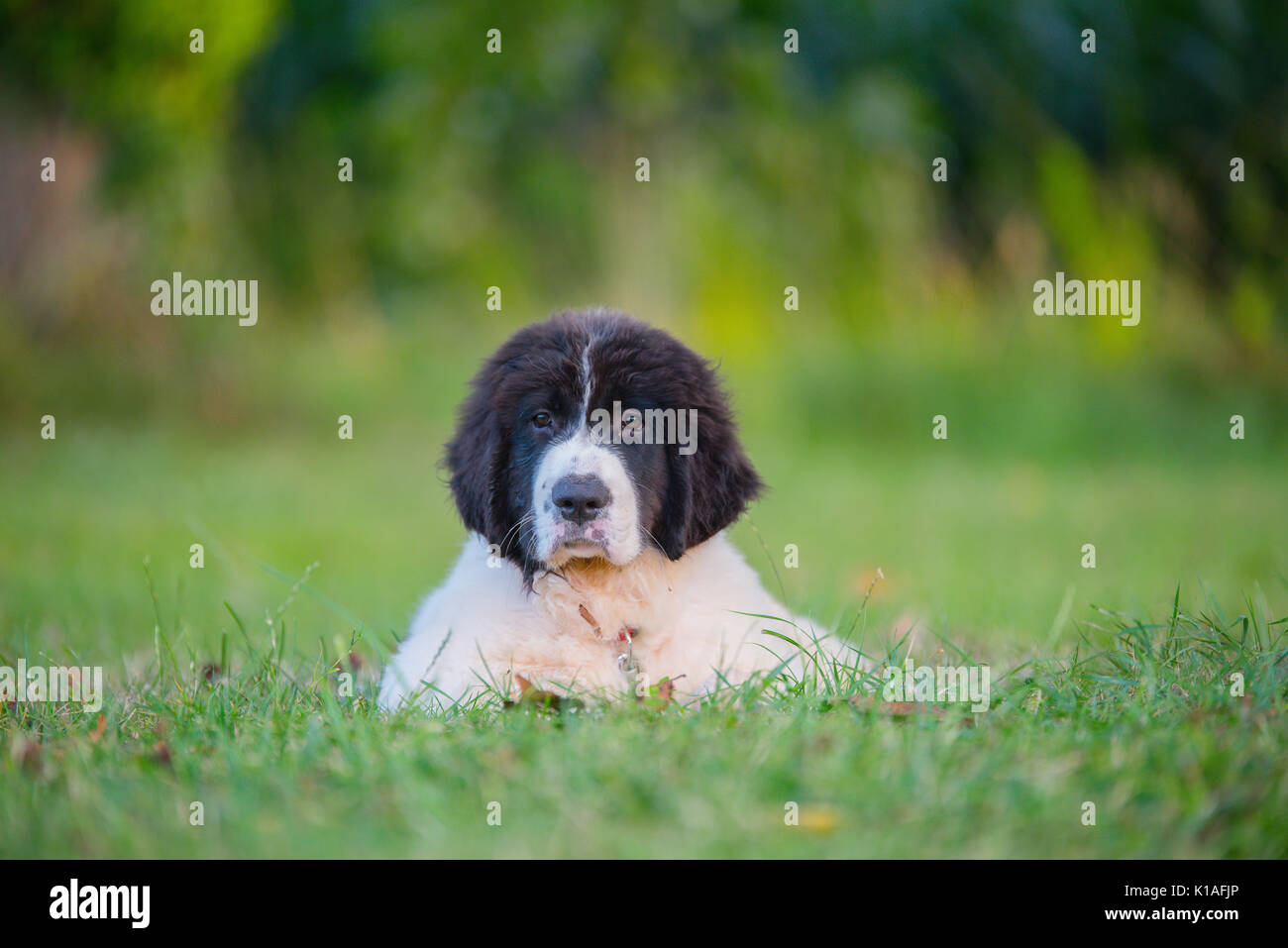 Landseer cucciolo di cane Foto Stock
