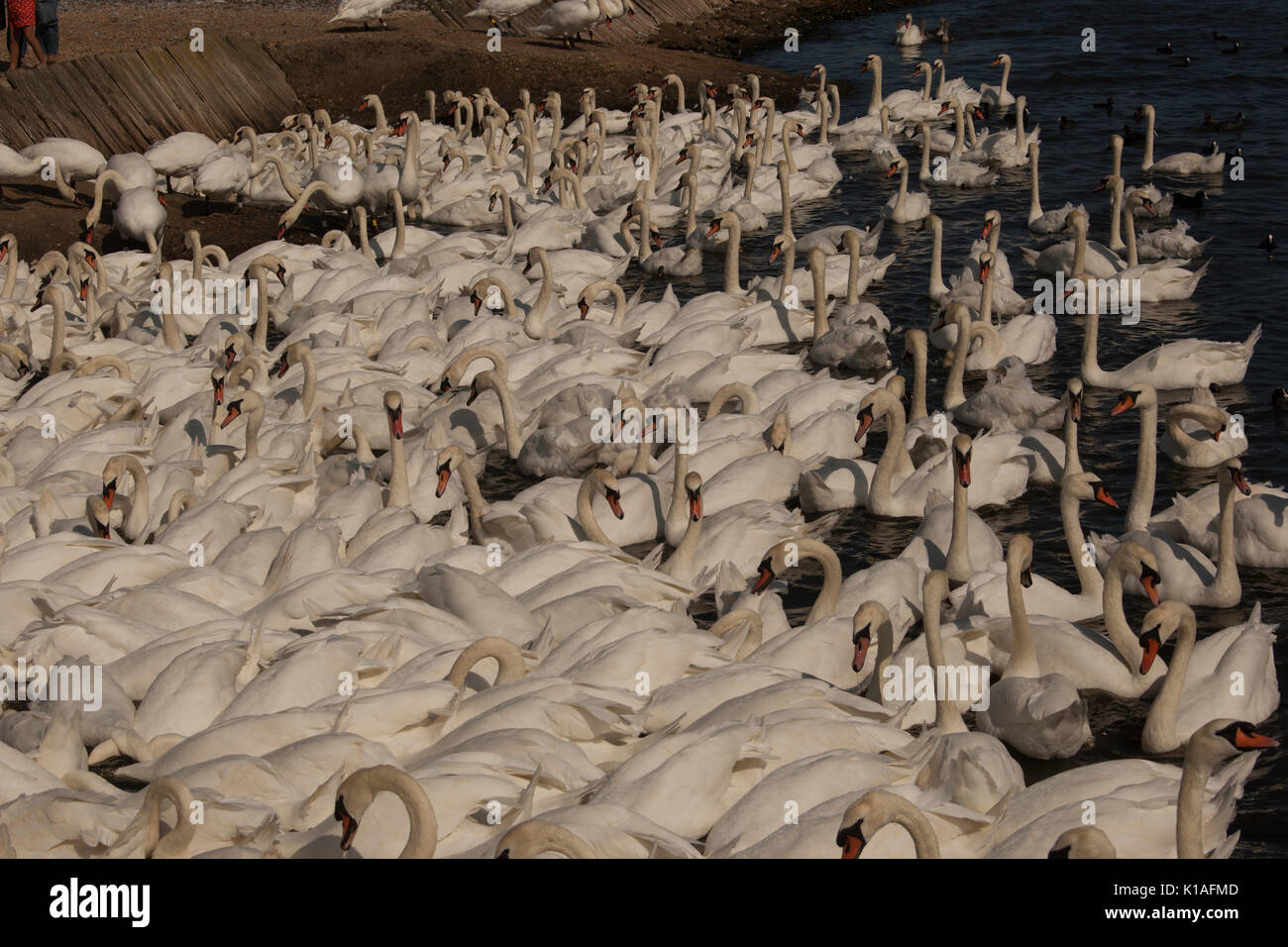 Cigni a Abbotsbury swanerry Dorset Foto Stock