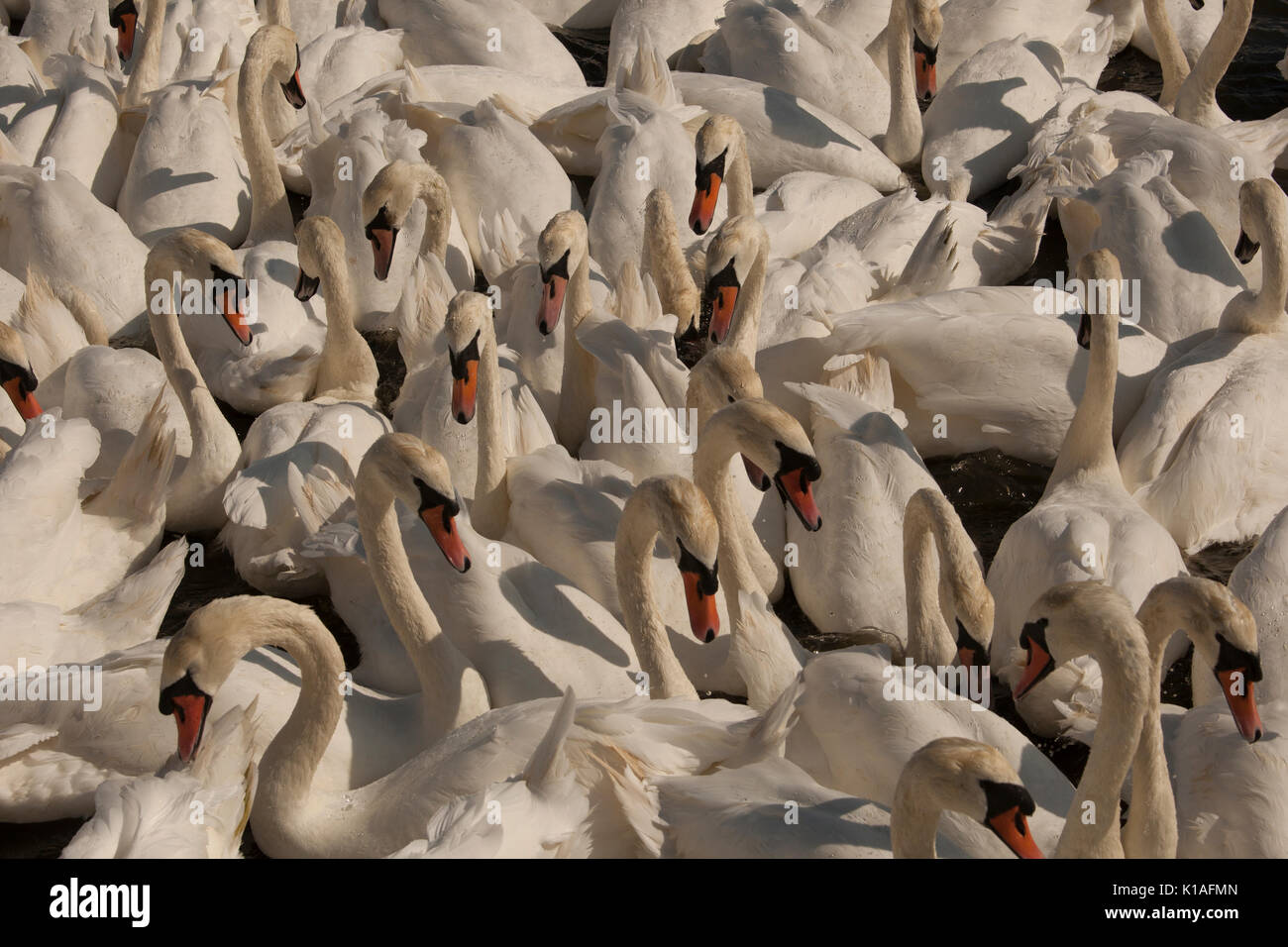 Cigni a Abbotsbury swanerry Dorset Foto Stock