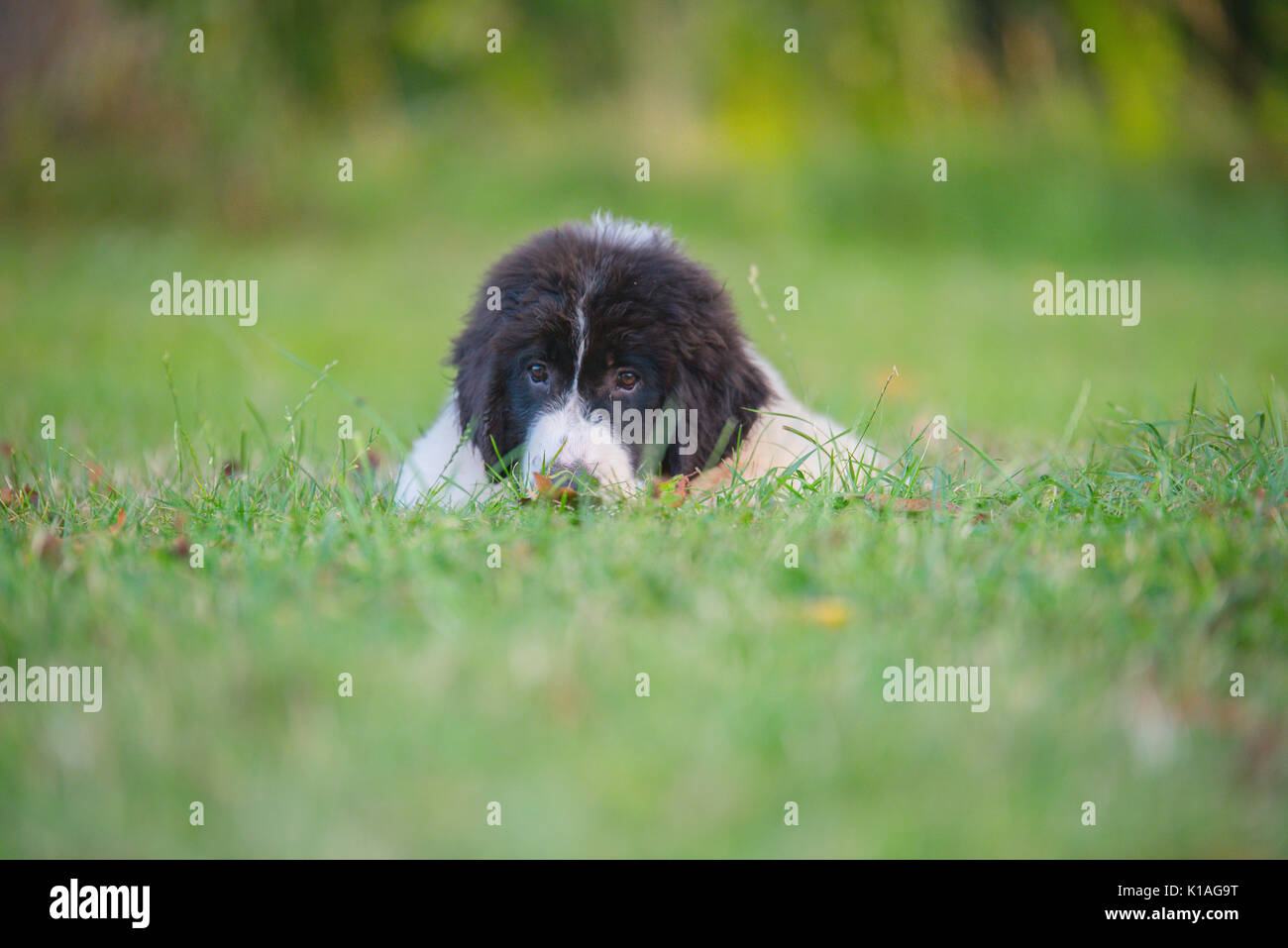 Landseer cucciolo di cane Foto Stock