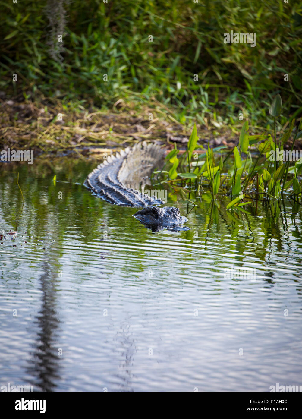 Il coccodrillo americano florida alligator alligator mississippiensis gator Foto Stock