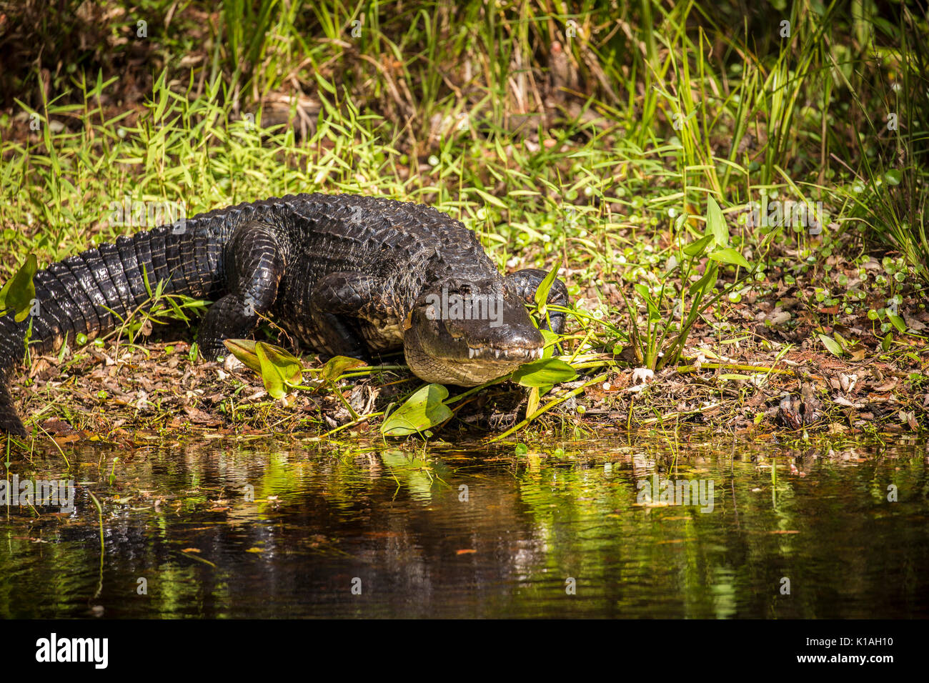 Il coccodrillo americano florida alligator alligator mississippiensis gator Foto Stock