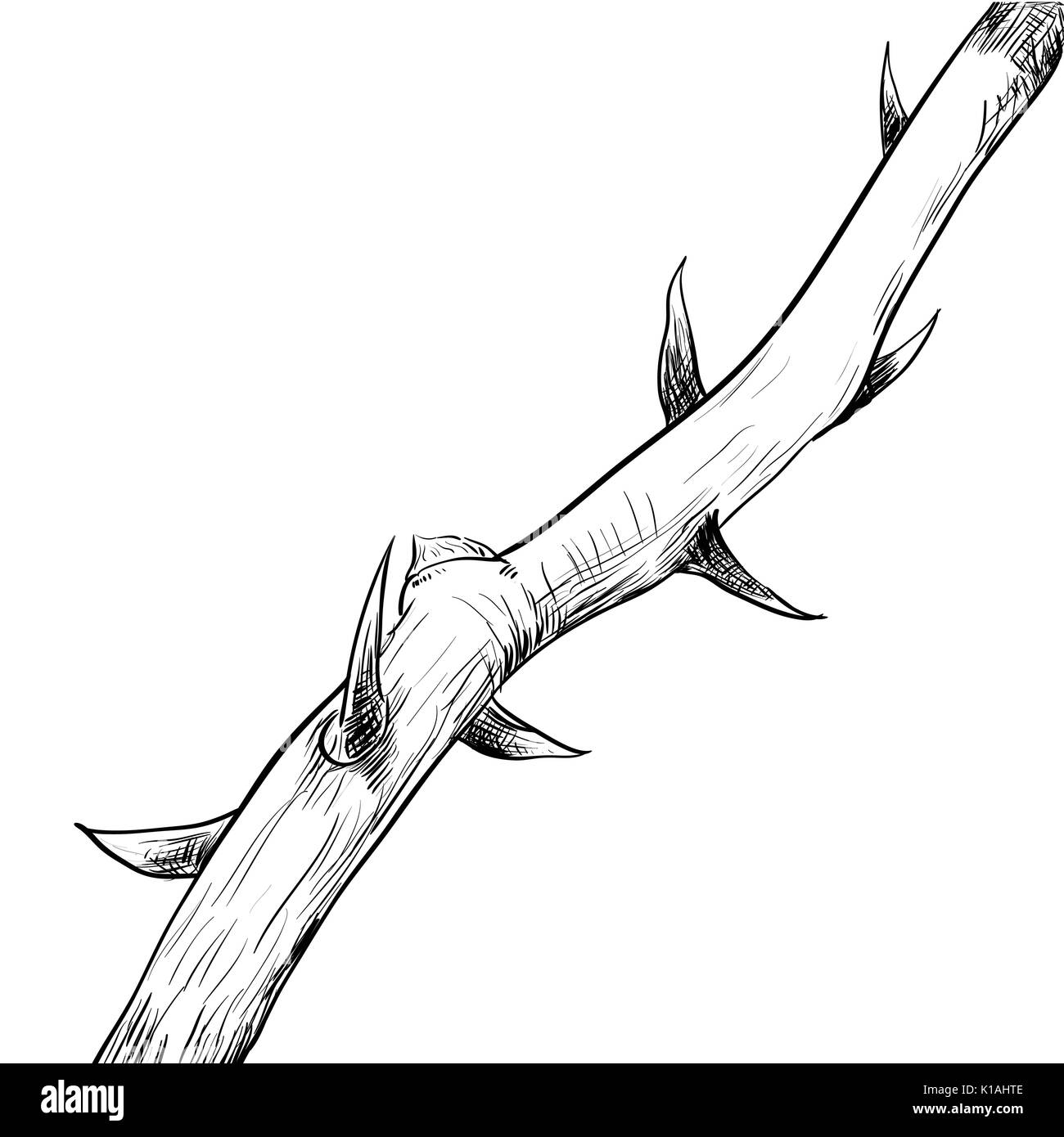 Disegno a mano di Thorn. Bianco e nero linea semplice illustrazione vettoriale per libro da colorare - Linea tracciata vettore Illustrazione Vettoriale
