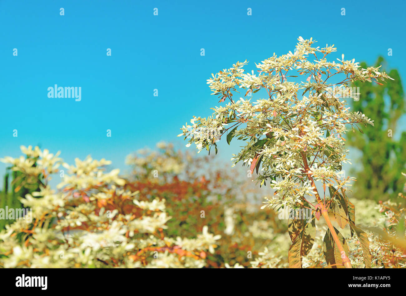 La natura dello sfondo con alcuni alberi verdi e petali di colore bianco su un cielo blu chiaro. Foto Stock