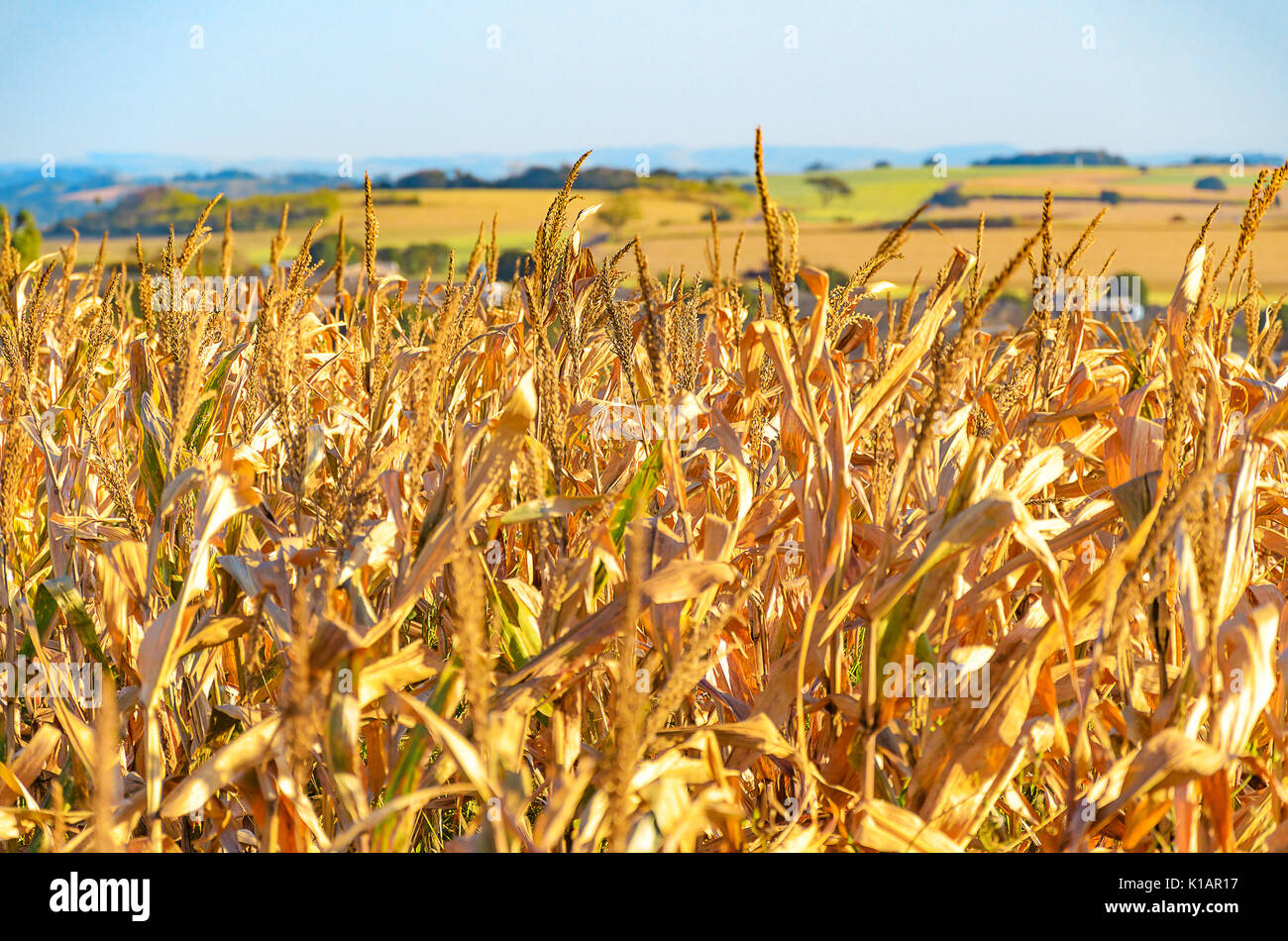 Scena agricola: Paesaggio di una piantagione di mais da una fattoria. Mais maturo pronto per la stagione di mietitura. Foto Stock
