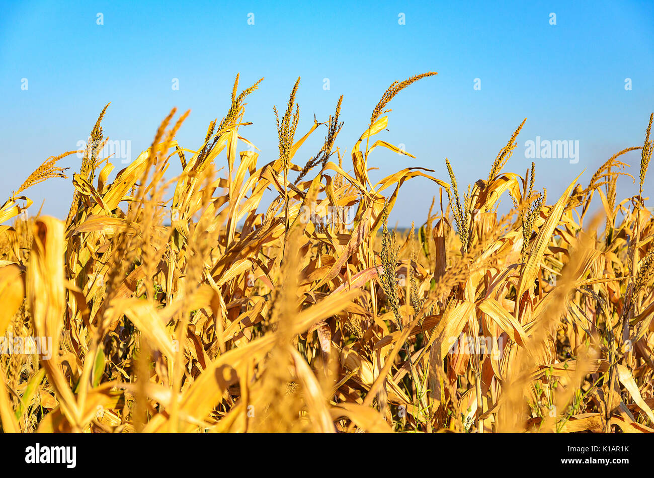 Scena agricola: Paesaggio di una piantagione di mais da una fattoria. Mais maturo pronto per la stagione di mietitura. Foto Stock